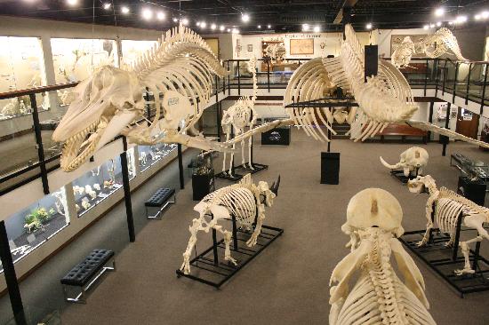 Things To Do Museum Of Osteology